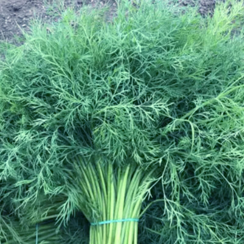 Кріп БРУМ, Spark Seeds