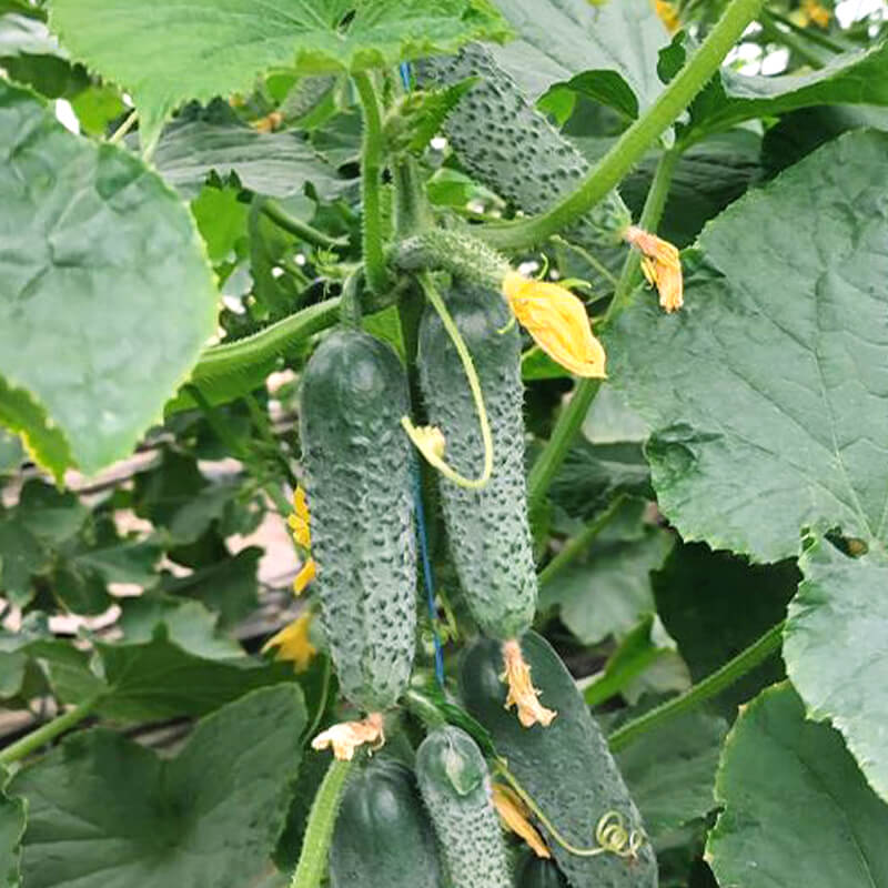 Огірок КАССІУС F1, Innova Seeds