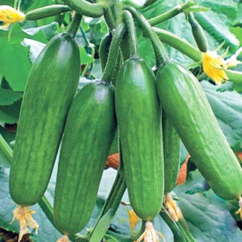 Огірок СУПЕР БЕЙБІ F1, Yuksel Seeds