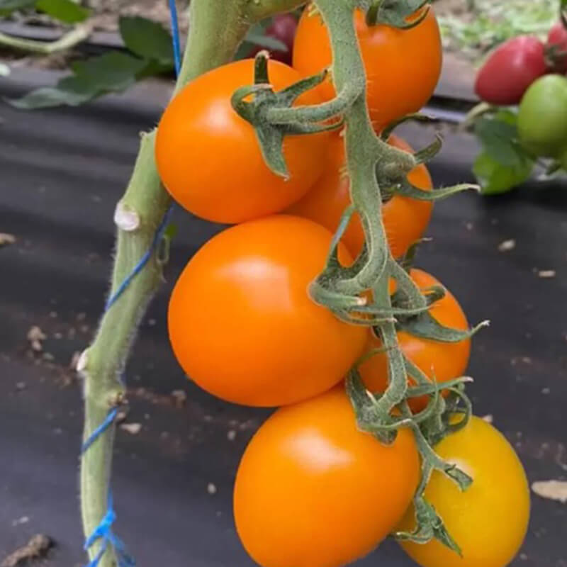 Томат ЛІМОНАРІЯ F1, Breeding Seeds