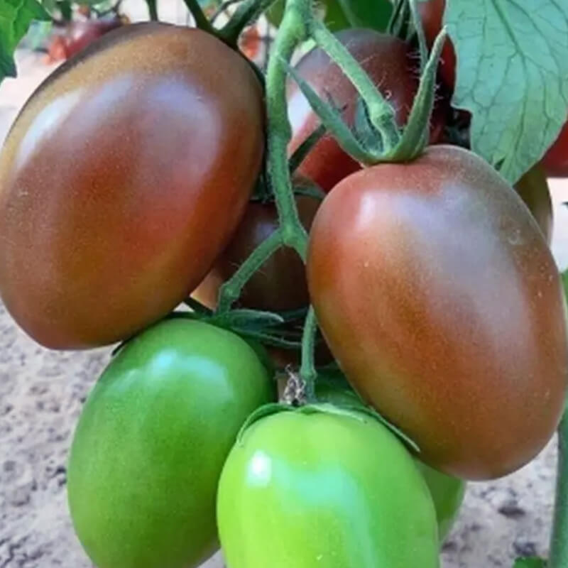 Томат СІАРА F1, Breeding Seeds