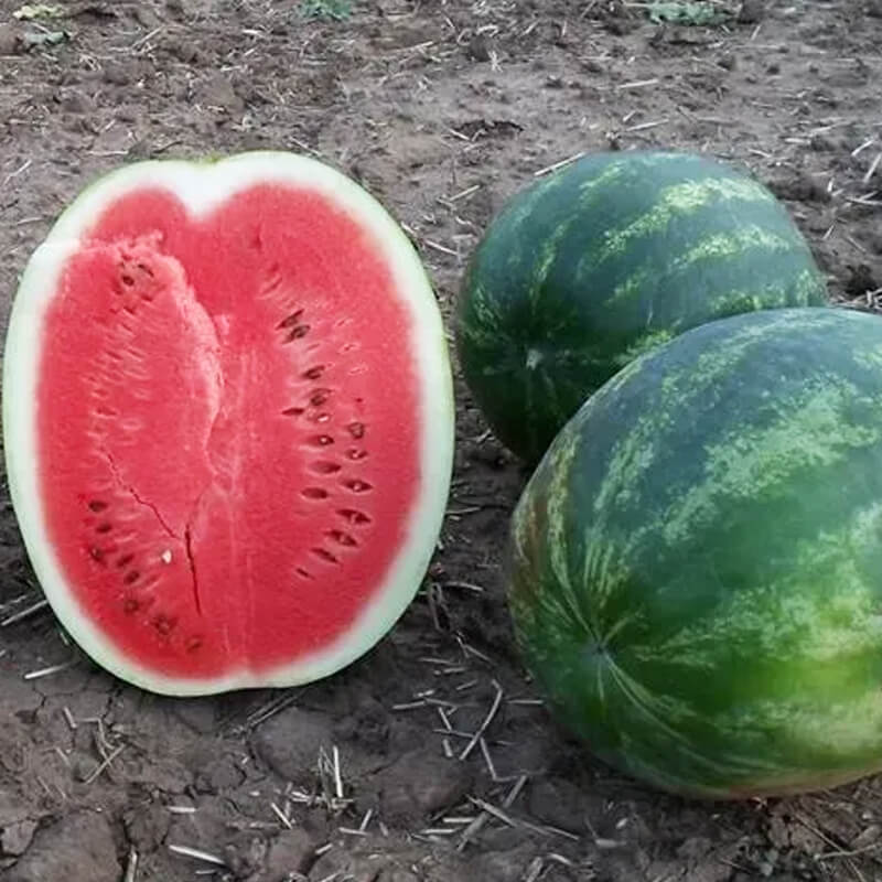 Кавун ШЕЙНІ F1 (KS 163), Kitano Seeds