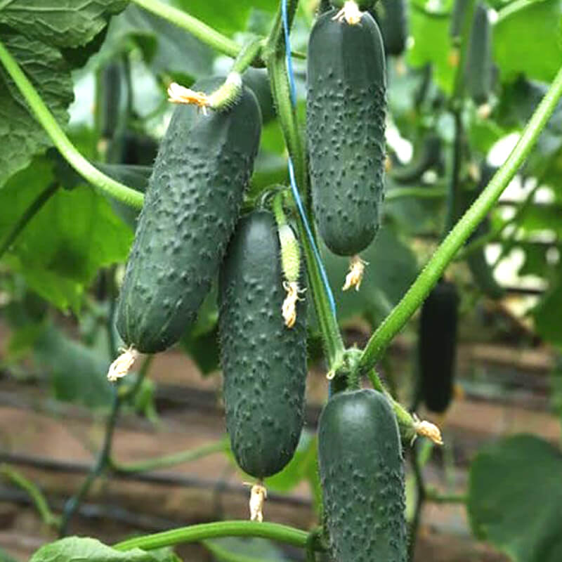 Огірок ТАКЕРІ F1, Kitano Seeds