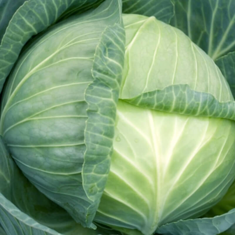 Капуста білоголова СЕПТІМА F1
