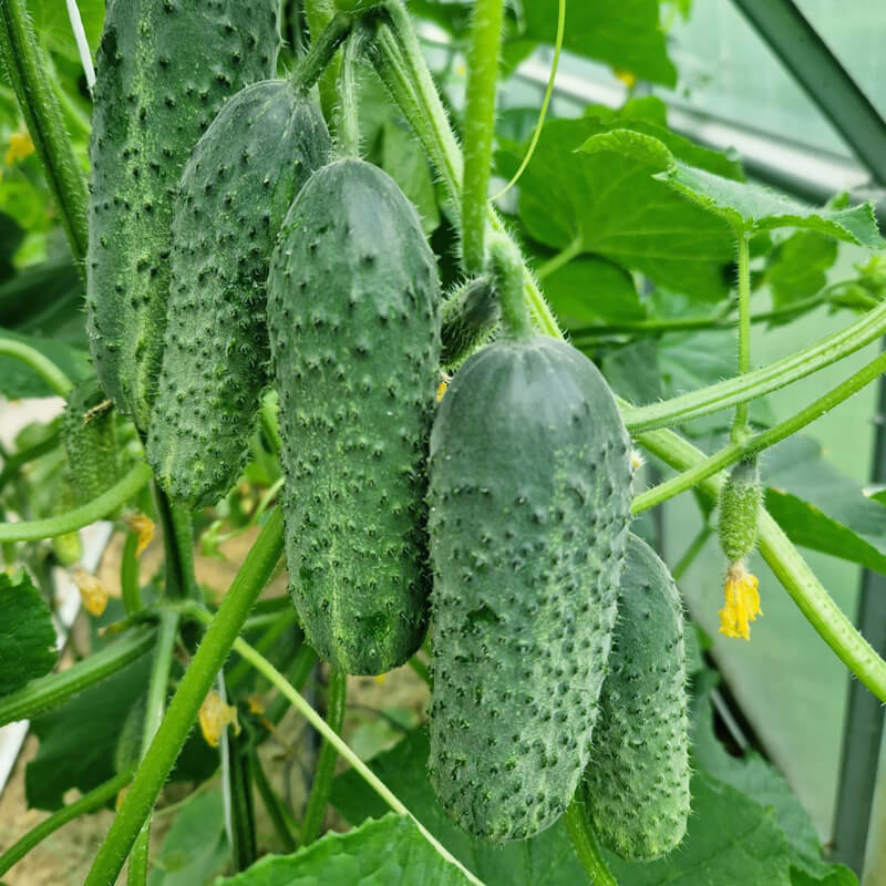 Огірок АМЕРІГО F1, Clause