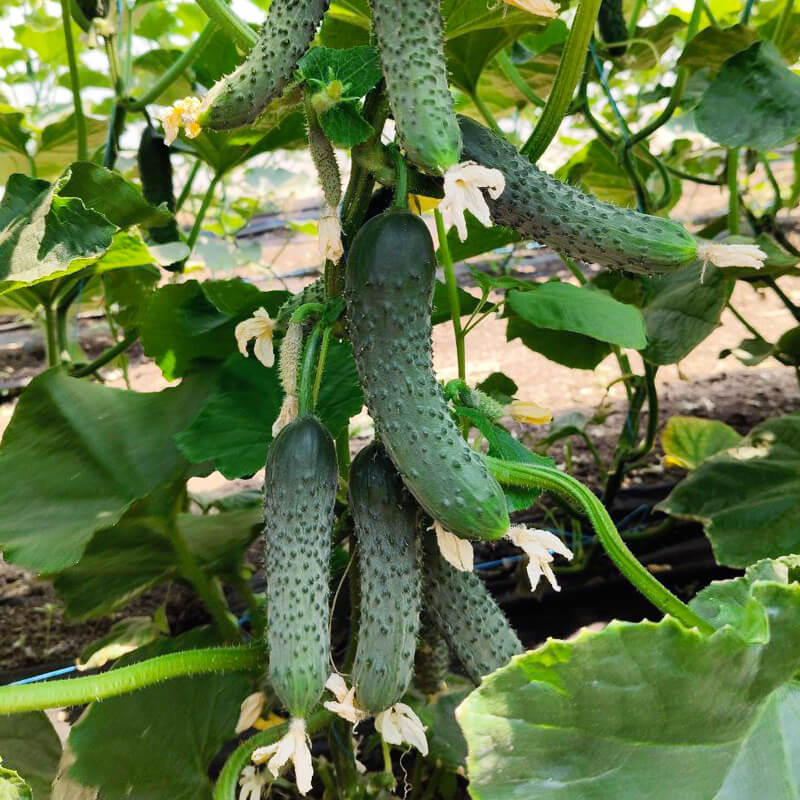 Огірок АНВАР F1, Clause