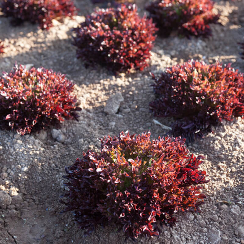 Салат листовий ТРИПЛЕКС Salanova®