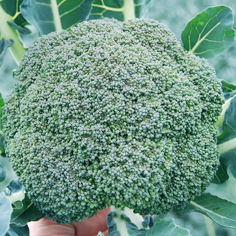 Капуста броколі КОРОС F1, Clause