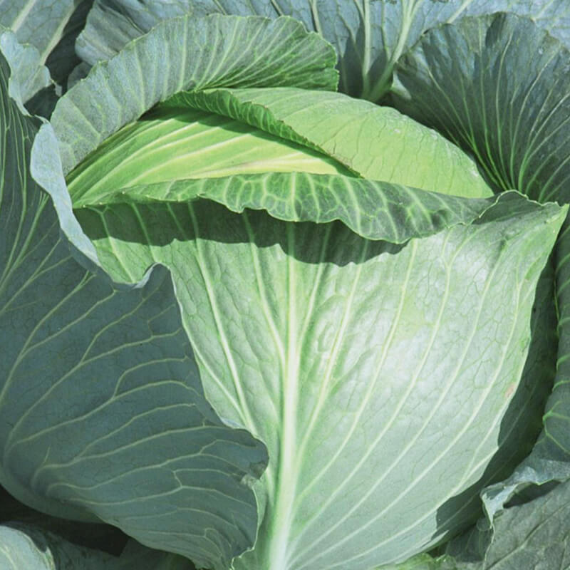 Капуста білоголова ТАЙФУН F1