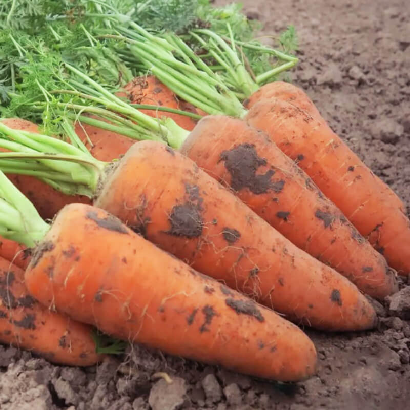 Морква КУМБРЕ F1, Nunhems