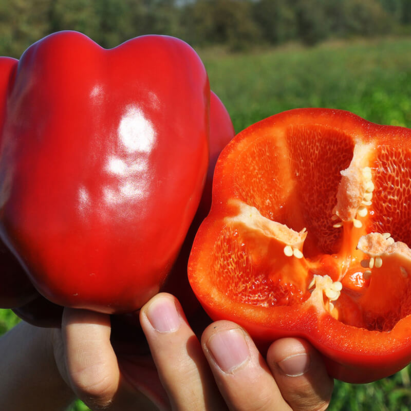 Перець солодкий МАРЕК F1 (Карісма)