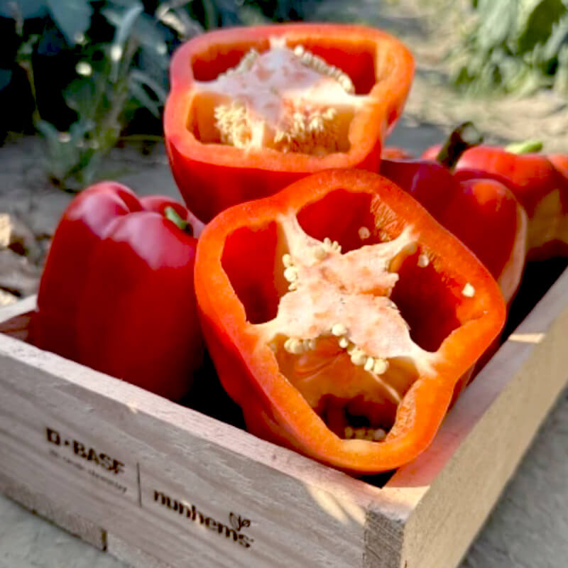 Перець солодкий РІКАРДО F1