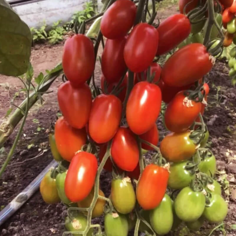 Томат КОРБІН F1, Syngenta