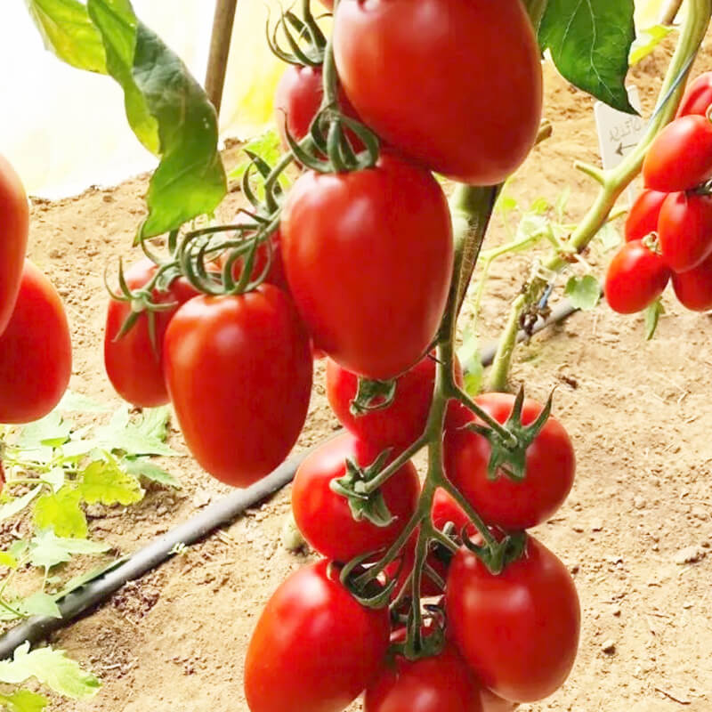 Томат ЕЛЬЗА F1, Spark Seeds