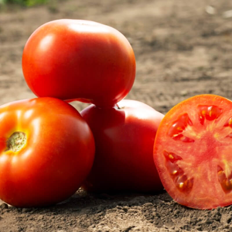 Томат МАМАКО F1, Syngenta