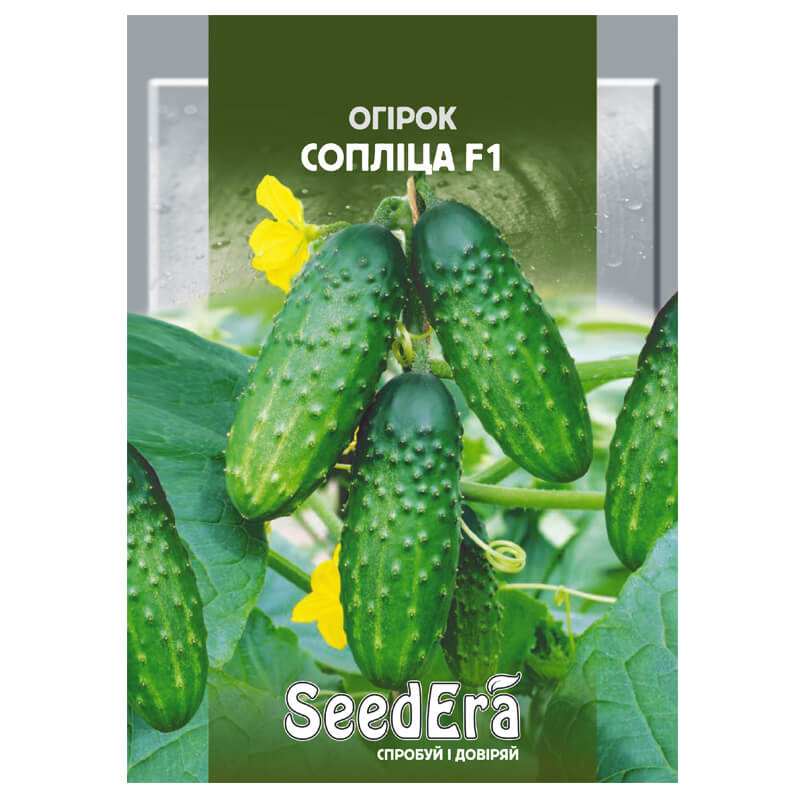 Огірок СОПЛІЦА F1, SeedEra