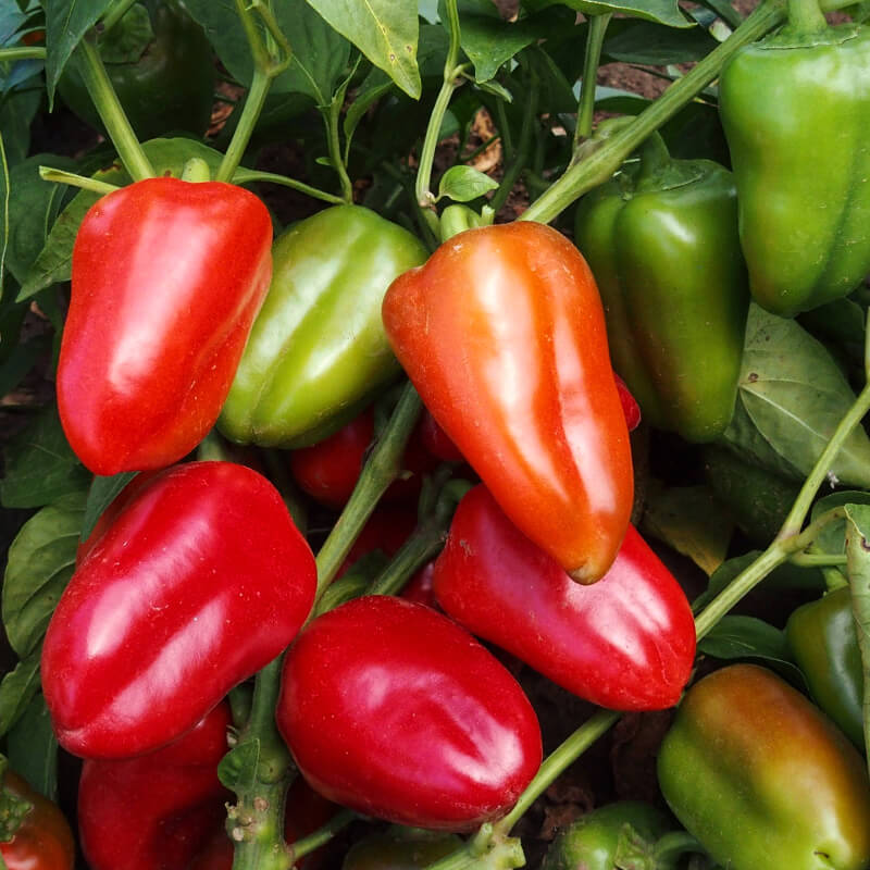 Перець солодкий РЕЛА міні