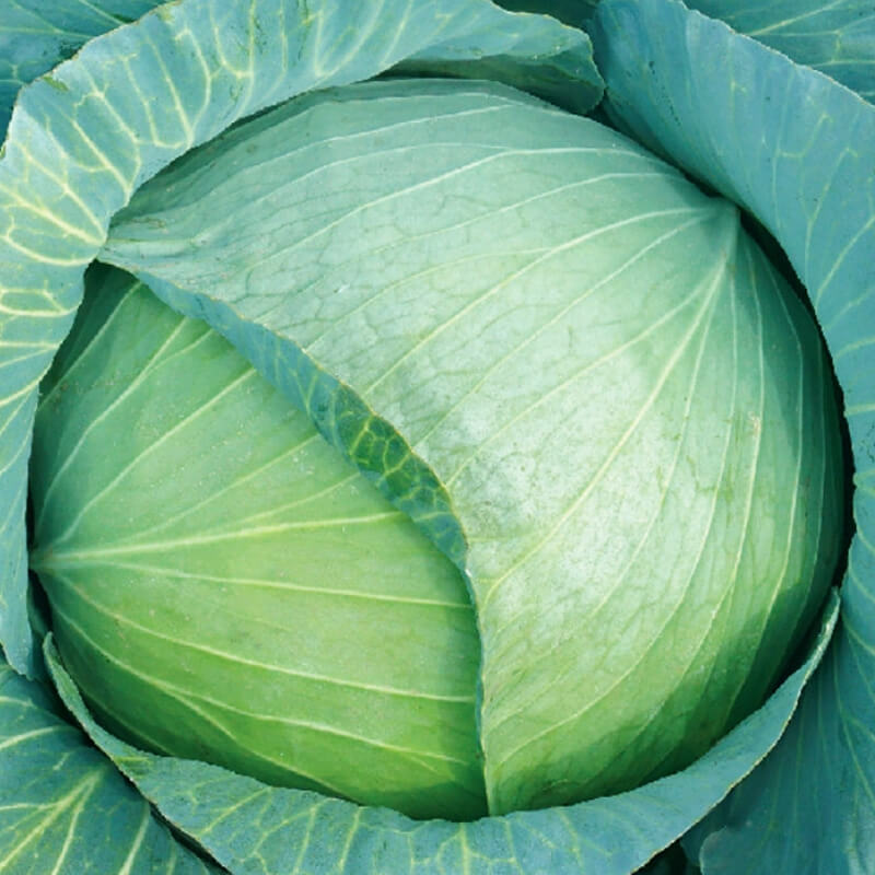 Капуста білоголова САПФІР F1