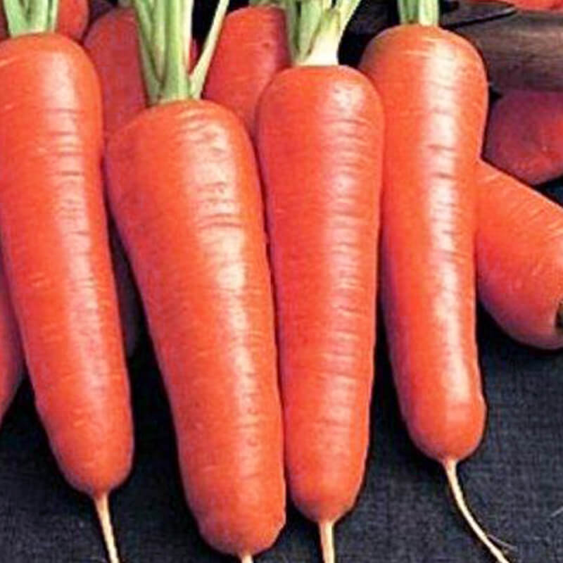 Морква НЬЮ КУРОДА, Asia Seed (Корея)