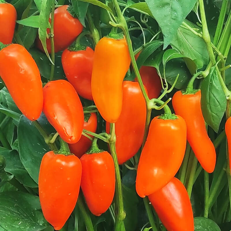 Перець солодкий ГАМІК міні, Semo (Чехія)
