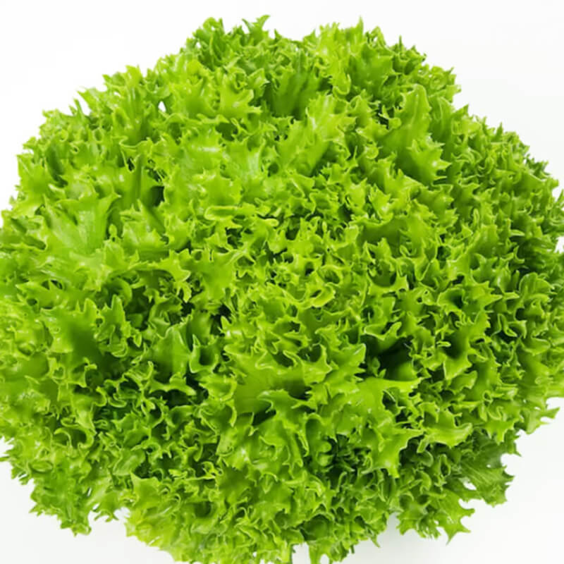 Салат листовий ЕКЗЕКТ Salanova®