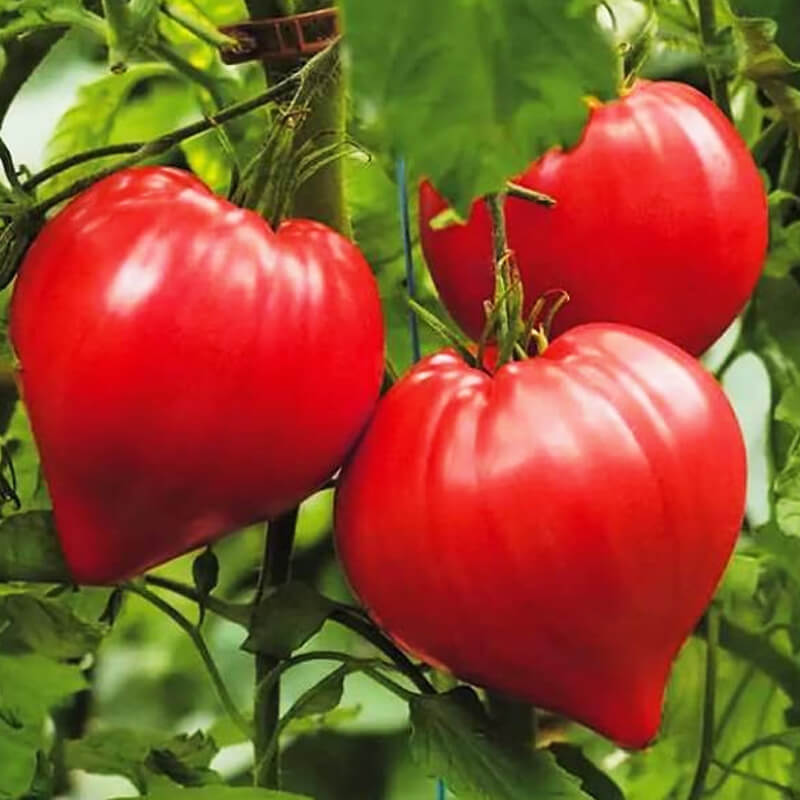 Томат МАССОН F1, CLAUSE